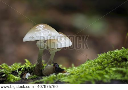Oudemansiella Mucida, Commonly Known As Porcelain Fungus, Is A Basidiomycete Fungus Of The Family Ph