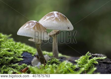 Oudemansiella Mucida, Commonly Known As Porcelain Fungus, Is A Basidiomycete Fungus Of The Family Ph