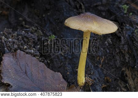 The Pluteus Romellii Is An Inedible Mushroom , An Intresting Photo
