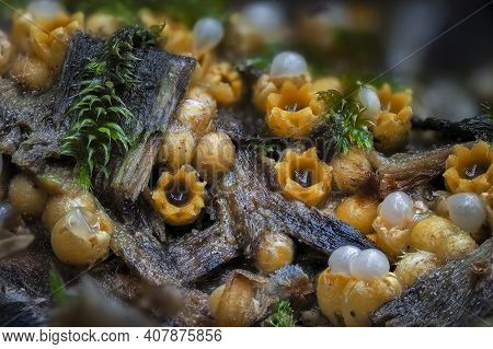 The Sphaerobolus Stellatus Is An Inedible Mushroom , An Intresting Photo