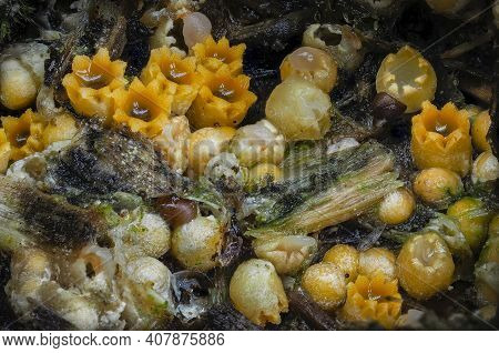 The Sphaerobolus Stellatus Is An Inedible Mushroom , An Intresting Photo