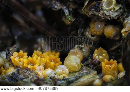 The Sphaerobolus Stellatus Is An Inedible Mushroom , An Intresting Photo