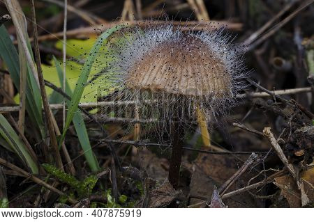 Spinellus Fusiger, Commonly Known As The Bonnet Mold, Is A Species Of Fungus In The Zygomycota Phylu
