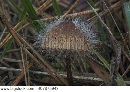 Spinellus Fusiger, Commonly Known As The Bonnet Mold, Is A Species Of Fungus In The Zygomycota Phylu