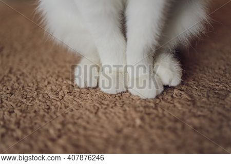 Detail Shot Of Soft Cat Paws While Sitting On Table.