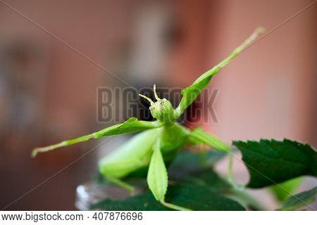 A Green Walking Leaf Threatens The Camera With Raised Front Legs, The Female Adult Animal Is Scared