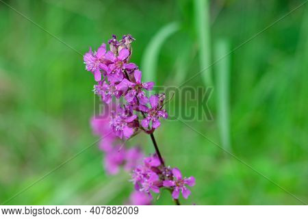 Pinl Colored Viscaria Vulgaris Flowers Also Known As The Sticky Catchfly Or Clammy Campion On Green 