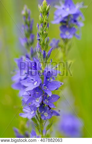 Veronica Teucrium Flowers On The Field In Summertime. Bright Purple Spiked Flowering Plants. Vertica