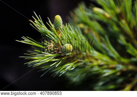 Tiny Green Pine Cones Against A Black Background