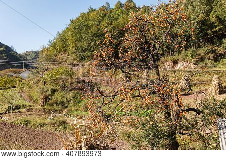 Persimmon Tree In Autumn. Ripe Persimmon On A Tree In The Mountains Of China.