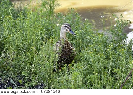 The Duck Is Hiding In The Grass. The Gray Duck Walks In The Open Air. Domestic Bird.