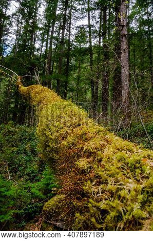 Swamp Plants, Mosses And Ferns In A Damp Forest. Washington State