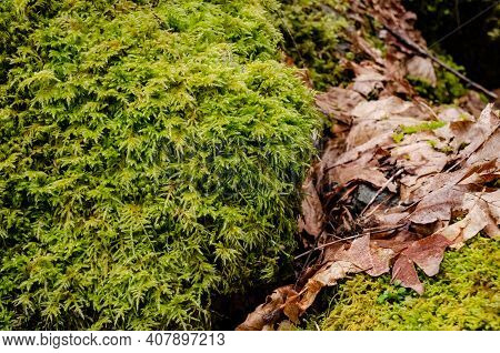 Swamp Plants, Mosses And Ferns In A Damp Forest. Washington State