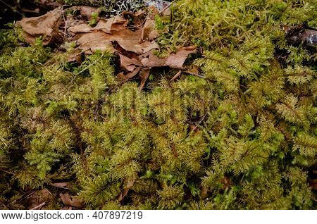 Swamp Plants, Mosses And Ferns In A Damp Forest. Washington State
