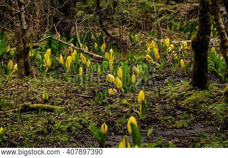 Western Skunk Cabbage (lysichiton Americanus) In A Red Alder Grove, Olympic National Park
