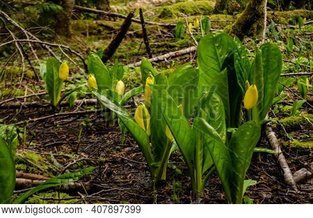 Western Skunk Cabbage (lysichiton Americanus) In A Red Alder Grove, Olympic National Park
