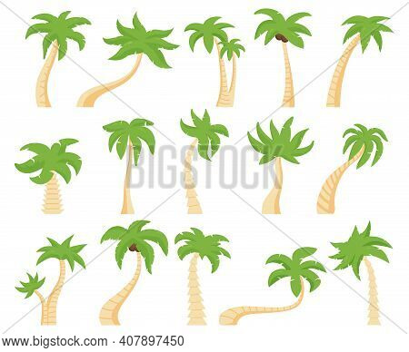 Tropical Palms. Green Floral Palm Tree, Exotic Coconut Palm. Exotic Hawaiian Green Palm Tree Isolate