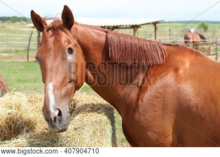Closeup Of A Brown Colored Blind Horse In Summer Corral Outdoors. Head Of Horse With Missing Eye