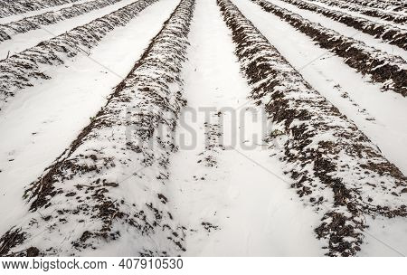 Converging Asparagus Beds In A Dutch Field In The Winter Season. A Layer Of Snow Is On The Field Wit