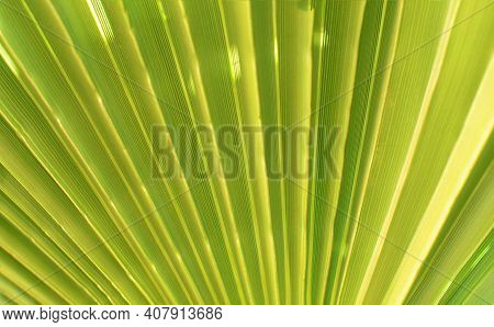 Green Palm Tree Close Up Background - Gofre Leaf Wallpaper