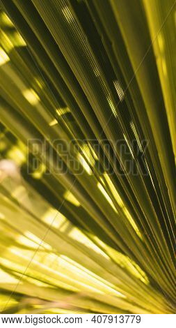 Green Palm Tree Close Up Background - Gofre Leaf Wallpaper