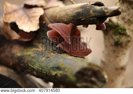Wild Brown Jew's Ears Mushrooms Grow On A Branch In The Forest. Auricularia Auricula-judae, Also Kno