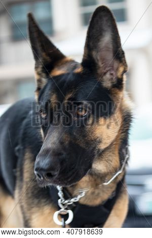 A German Shepard Dog Standing Proudly in a Snowy Rural Location.