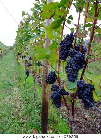 Fransız üzüm Pinot Noir Alsace bölgesinde