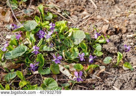 Wild Violets (viola Odorata, Sweet Violet, English Violet, Common Violet Or Garden Violet) On A Mead