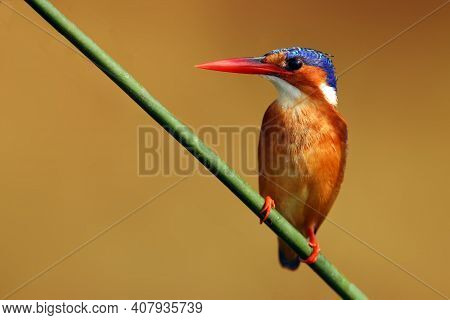 Malachite Kingfisher (corythornis Cristatus) Sitting On A Reed With Orange Backround By The River Ni