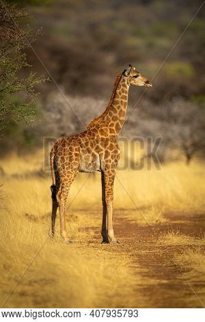 Southern Giraffe Stands By Tree In Profile