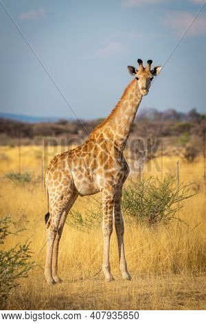 Southern Giraffe Stands Eyeing Camera In Savannah
