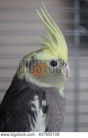 Cockatiel (nymphicus Hollandicus), A Grey And Yellow Companion Parrot