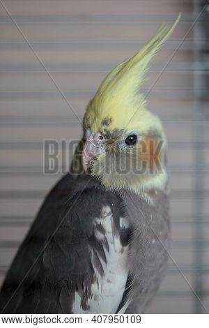 Cockatiel (nymphicus Hollandicus), A Grey And Yellow Companion Parrot