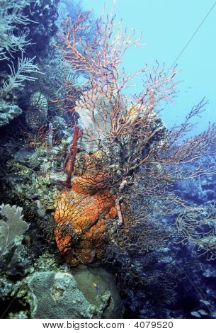 Gorgonian Fan