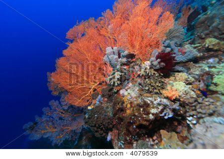 Gorgonian Fan