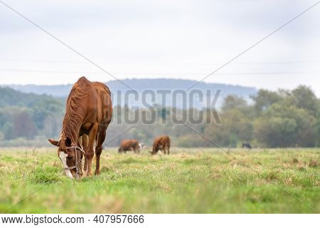 Beautiful Chestnut Horse Grazing In Summer Field. Green Pasture With Feeding Farm Stallion.