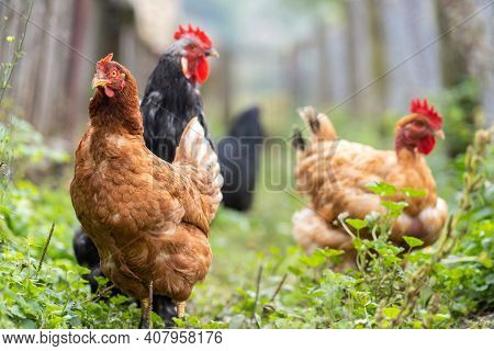 Hens Feeding On Traditional Rural Barnyard. Close Up Of Chicken On Barn Yard. Free Range Poultry Far