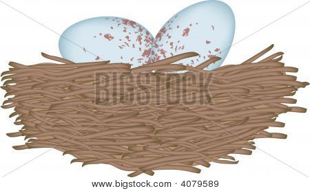 Vogeleier in nest