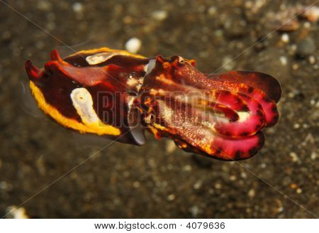 Sepia Flamboyant