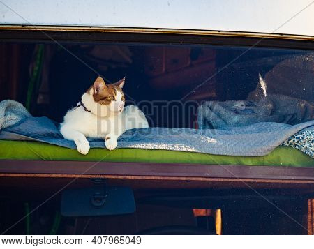 Cat Laying On Bed In Rv Integra Camper Car And Looking Around Trought Front Window Pane. Motorhome T