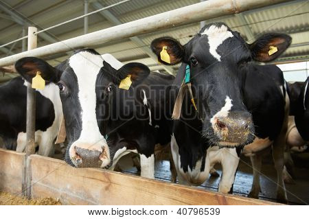 užitkovosti dojnic během dojení na stánku stodola ve farmě