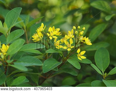 Little Yellow Flower Thryallis Glauca, Galphimia, Gold Shower Medium Shrub Dark Yellow Flowers Inflo
