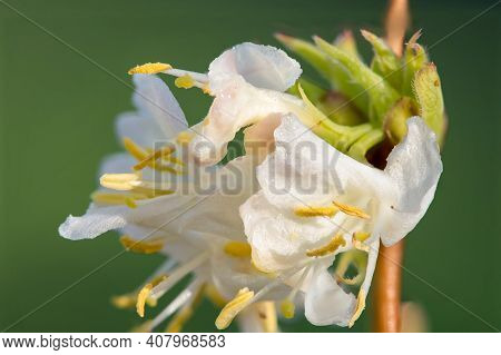 Purpus Honeysuckle (lonicera Xpurpusii)