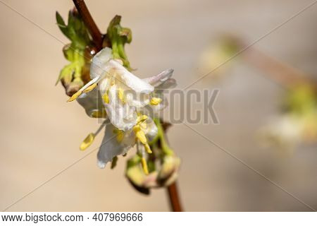 Macro Shot Of Purpus Honeysuckle (lonicera X Purpusii) Flowers