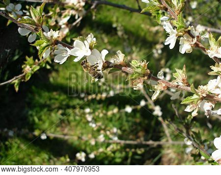Close Up Bee On White Cherry Flower , Beautiful Garden Of Daisies Blooming In Morning Sun With Bee.