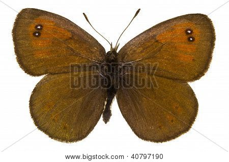 Erebia Tyndarus (瑞士还有脸冷力)