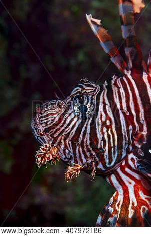 Portrait Of A Caribbean Lionfish Swimming Over Coral Reef