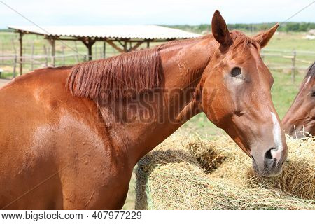Closeup Of A Brown Colored Blind Racehorse In Summer Corral Outdoors. Head Of Race Horse With Missin
