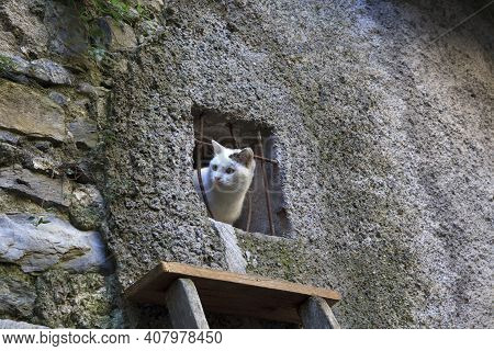 Triora (im), Italy - February 15, 2017: A Cat Looks Through A Windows In The Witches Village Of Trio